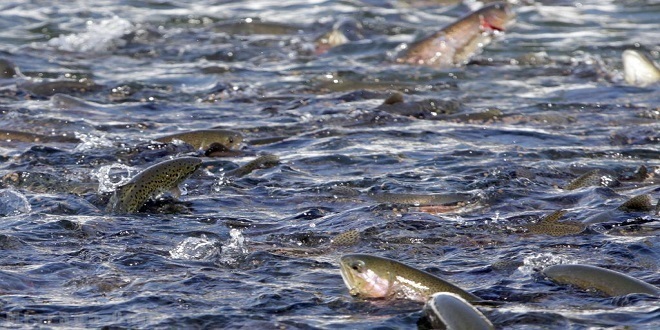 الثروة السمكية | السمك البلطي | أسعار السمك اليوم