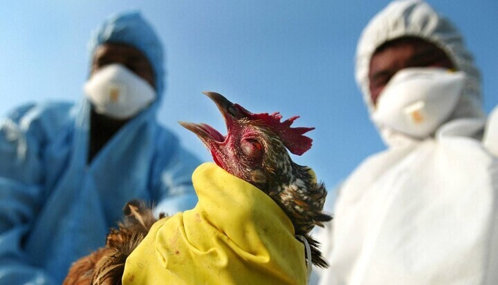ظهور بؤر لإنفلونزا الطيور