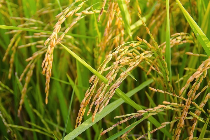 غرامات زراعة الأرز