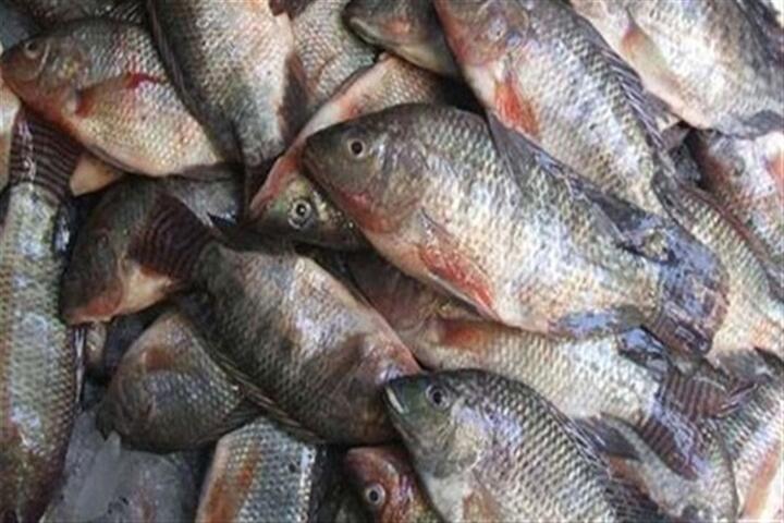 حقيقة انتشار أسماك فاسدة وغير صالحة للاستهلاك الآدمي بالأسواق