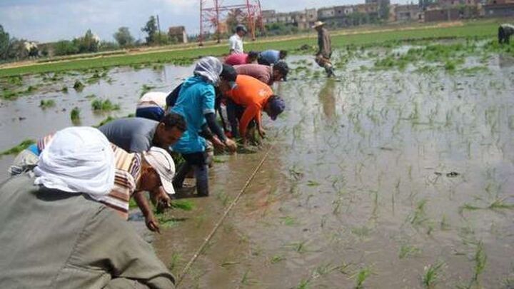 عقوبات مخالفي زراعة الأرز