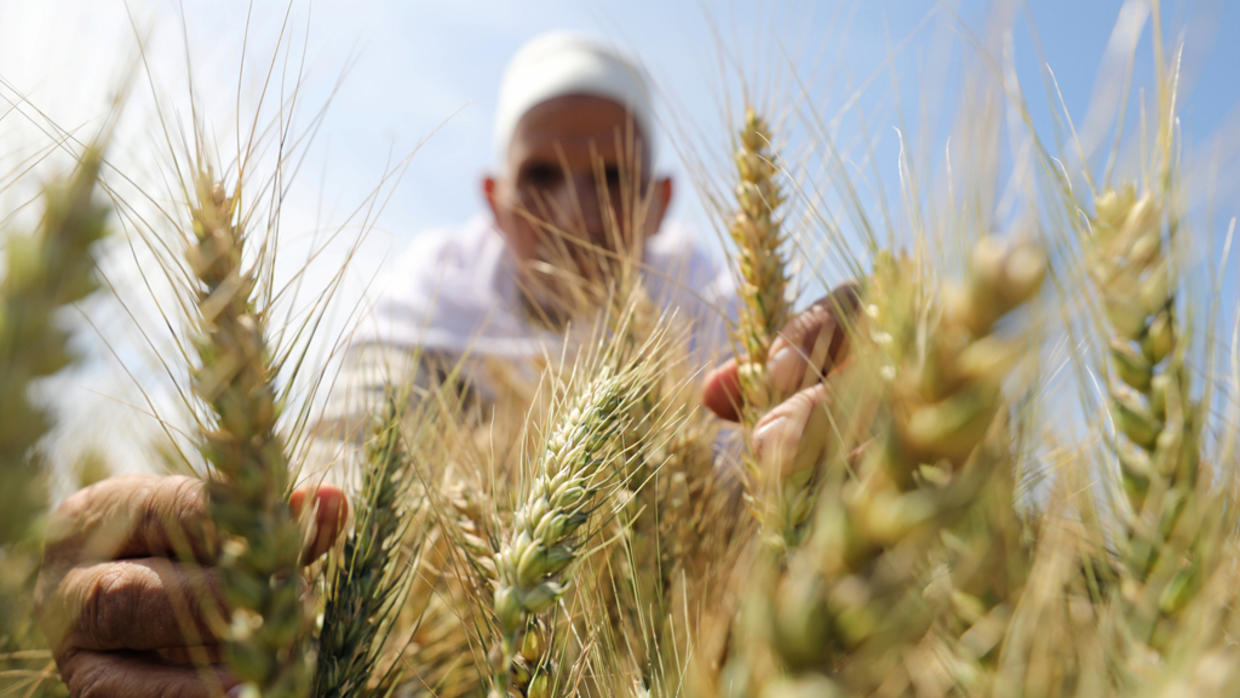 الزراعة تطمئن على القمح والمحاصيل الشتوية وبرامج إنتاج التقاوي فى محافظتي الغربية وكفر الشيخ