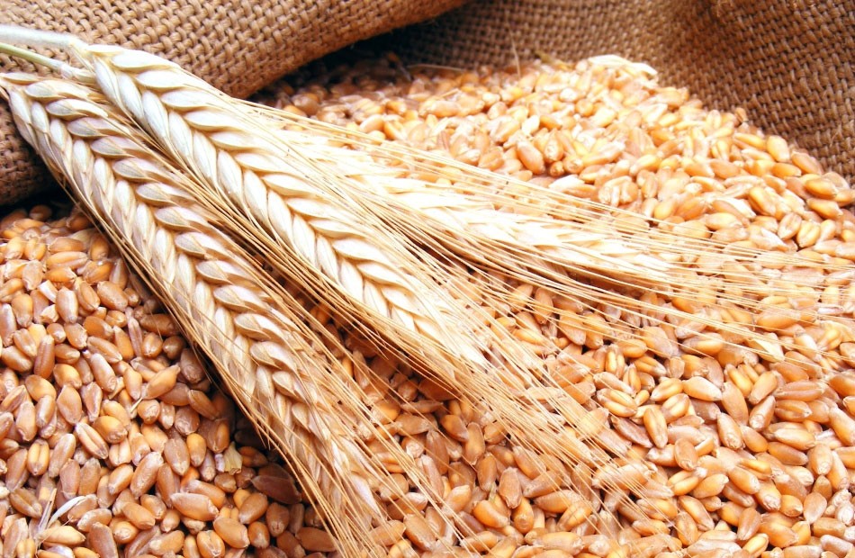أسعار القمح اليوم الأربعاء في مصر بعد الانخفاض العالمي