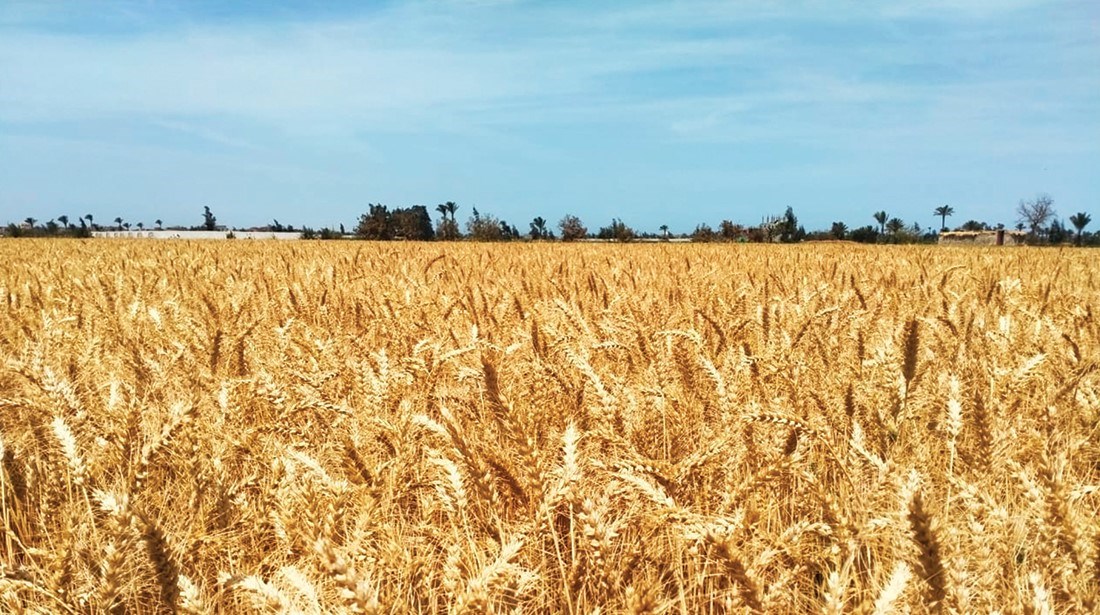 تويجه هام بشأن موسم حصاد القمح 2022