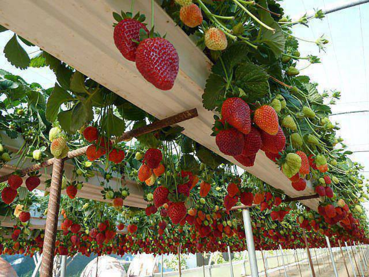 تخفيض أسعار شتلات الفراولة المعتمدة للمزراعين المصريين