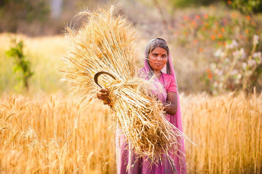 الهند تحظر صادرات القمح بأثر فوري