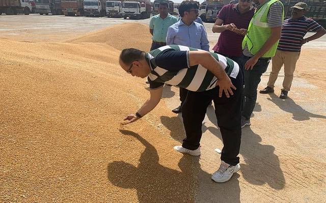 الزراعة: شحنات القمح الهندي يتم فحصها قبل وصولها مصر