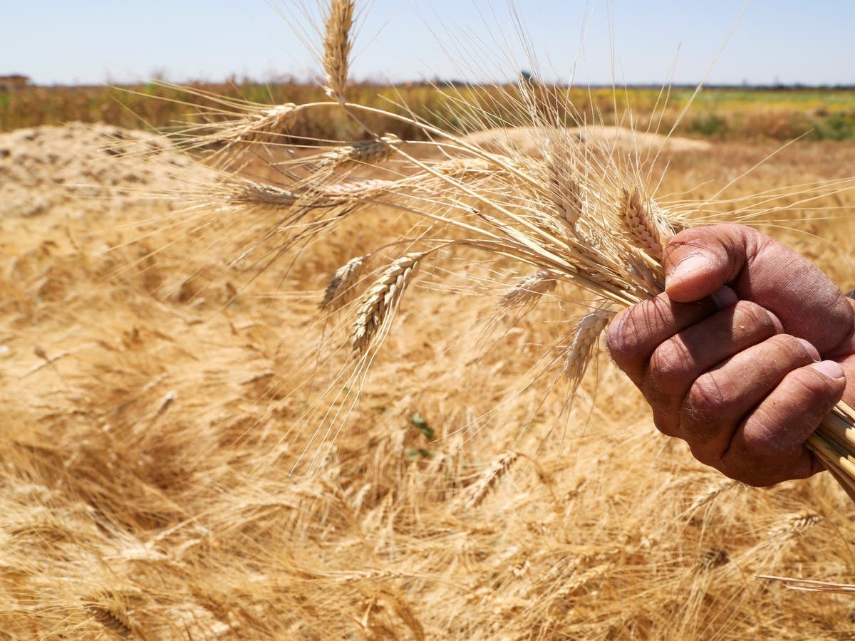 "التموين تكشف حقيقة تأثر مخزون القمح في مصر بسبب الأزمة العالمية