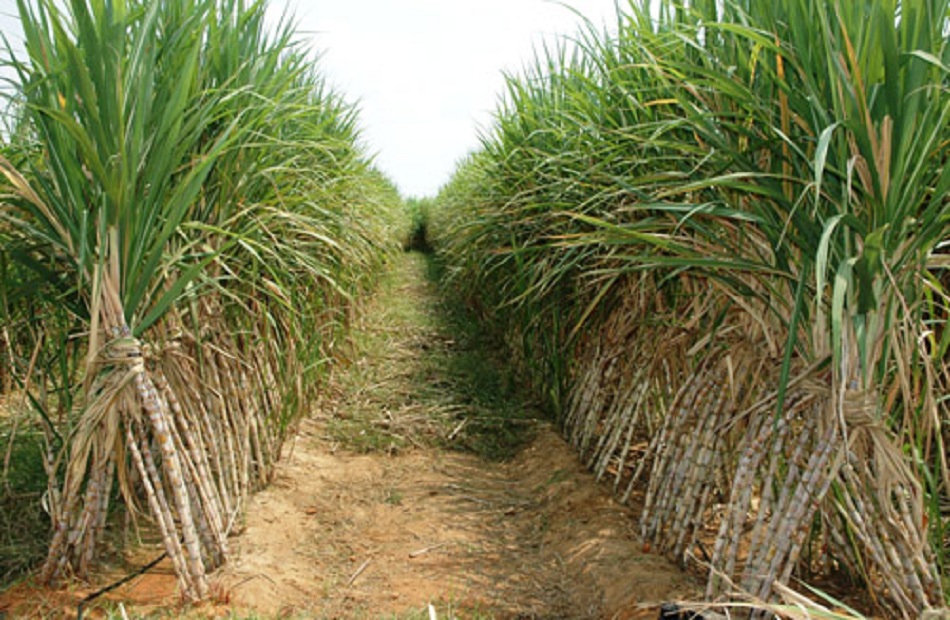 مزارعو قصب السكر يطالبون برفع السعر إلى 1500 جنيه للطن هذا العام